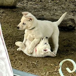 German Shepherd Puppies from Army Vet-German Shepherds