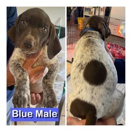 Blue male - Liver roan male German Shorthaired Pointer puppy in Beaverdam, Virginia from Harts Hill Kennel