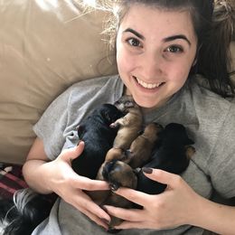 Havanese Puppies from Selah Havanese