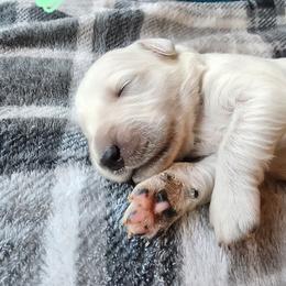Mint - Golden female Golden Retriever puppy in Lucasville, Ohio from Halo Kennels