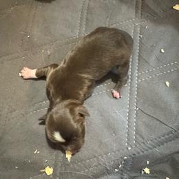 Dolly - Red & white female Miniature Australian Shepherd puppy in Stuart, Iowa from Arbor Hill Aussies