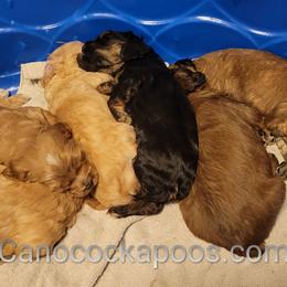 Cockapoo Puppies from Cano Cockapoos