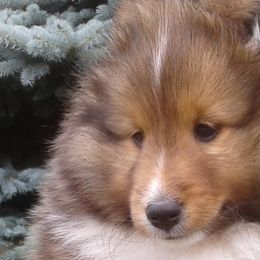 Shetland Sheepdogs from Beverly Polisseni