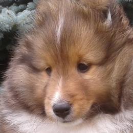 Shetland Sheepdogs from Beverly Polisseni