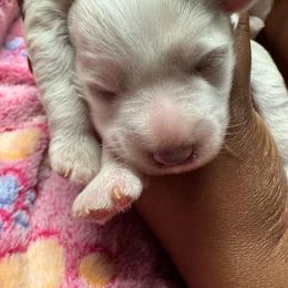 White Chocolate Female 2 - White female Miniature Schnauzer puppy in Pearland, Texas from K & S Schnauzers