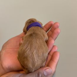 Purple, Mini - Red  female Goldendoodle puppy in Winston Salem, North Carolina from Shihtzuandoodlenc.LLC