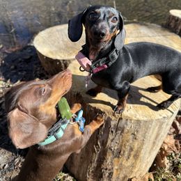 Dachshund All Grown Up from Courtney Robinson