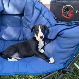 Fernando - Black male Whippet puppy in Loxahatchee, Florida from Phoenix Whippets