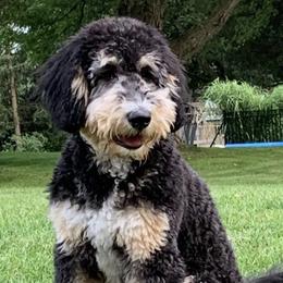 Bernedoodles from Oodles of Doodles to Love