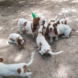 Basset Hound puppies from Fredmond's Hound Kennel
