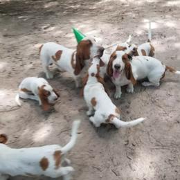 Basset Hound puppies from Fredmond's Hound Kennel