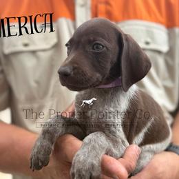 Merica - female German Shorthaired Pointer puppy in Six Mile, South Carolina from The Proper Pointer Co.