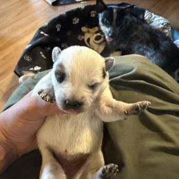 Girl 6 - Red speckled female Australian Cattle Dog puppy in Dillon, Montana from DPH Australian Cattle Dogs