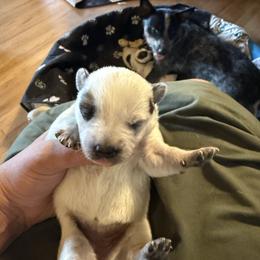 Girl 6 - Red speckled female Australian Cattle Dog puppy in Dillon, Montana from DPH Australian Cattle Dogs