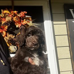 Clover - Brown female Poodle puppy in Wolf Creek, Oregon from Dejah Bleu Kennels