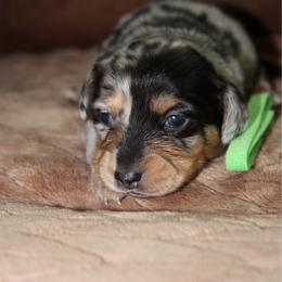 Snow White - Dapple female Dachshund puppy in Carrollton, Georgia from Ivey farm dachshunds
