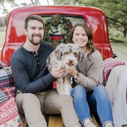 Poppy - Aussiedoodle