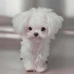 Cavapoo, Maltese, and Maltipoo Puppies from Carolina Canines