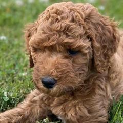 Poodles from Red Horizon