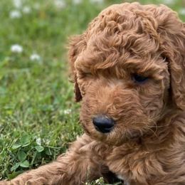 Poodles from Red Horizon