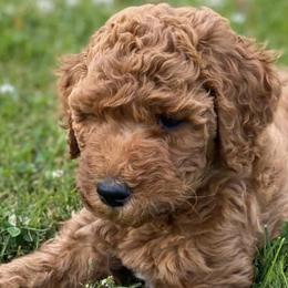 Poodles from Red Horizon