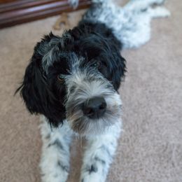 Portuguese Water Dog Puppies from Prestige Portuguese Water Dogs