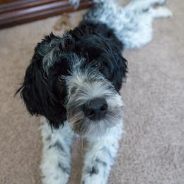 Portuguese Water Dog Puppies from Prestige Portuguese Water Dogs