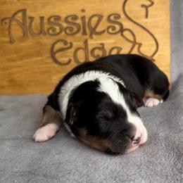 Tempo - Black tri-color male Australian Shepherd puppy in Tuftonboro, New Hampshire from Aussies Edge Farm