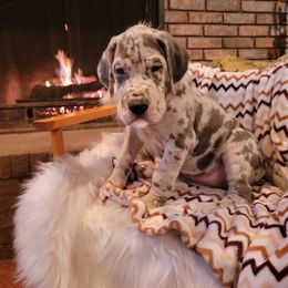Great Dane Puppies from Chuck City Danes