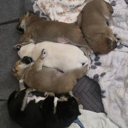 Shiba Inu Puppies from Priscilla Soares
