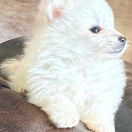 Little Man - White male American Eskimo Dog puppy in Squaw Valley, California from Bear Mountain
