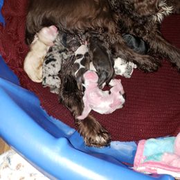 Cocker Spaniel Puppies from Riverside Cockers