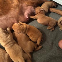 4th pick girl - Yellow female Labrador Retriever puppy in Littlefield, Arizona from Susan Burkey