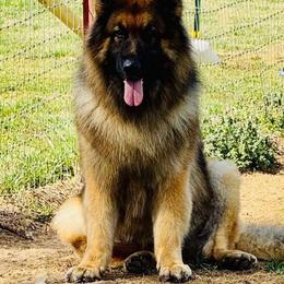 Hairy - Black and red male German Shepherd puppy in Jonesborough, Tennessee from Bouchard’s Best Shepherds