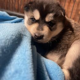 Gunner - Black and white male Siberian Husky puppy in Diamond Lake, Washington from Husky Haven WA