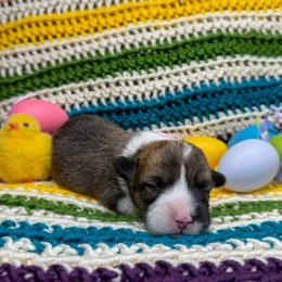 WINONA - Sable female Pembroke Welsh Corgi puppy in Ritzville, Washington from Sapphire Iris Corgis