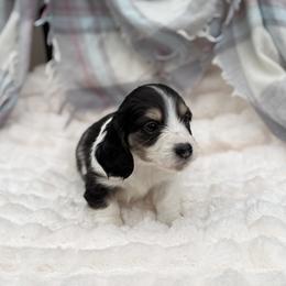 Roy - Piebald male Dachshund puppy in Decatur, Mississippi from KP Dachshunds