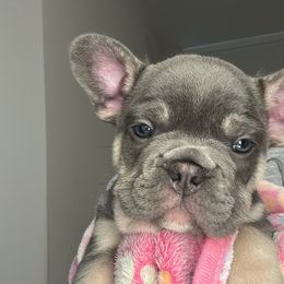 French Bulldog Puppies from Kehaulani Crittle
