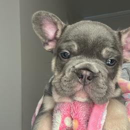 French Bulldog Puppies from Kehaulani Crittle