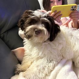 Girl 2 - Havanese puppy from Hidden Bay Havanese