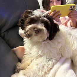 Girl 2 - Havanese puppy from Hidden Bay Havanese
