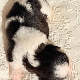 Chevalier Sultans Star - Black and white male Shih Tzu puppy in Spartanburg, South Carolina from Ganna's Shih Tzus