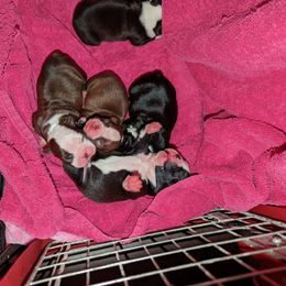 Boston Terrier Puppies from Jamie's Boston Terrier Babies