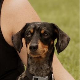 Jimmy Dean - Dapple male Dachshund puppy in Jacksonville, Florida from Florida Dippin’ Dachshunds & Aussiedoodles