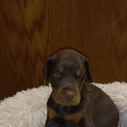 Doberman Pinscher Puppies from Stand Alone European Dobermans