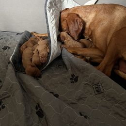 Girl 2 - Golden rust female Vizsla puppy in Chipley, Florida from GT Gundogs