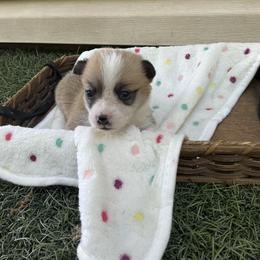 Ellie - Red female Pembroke Welsh Corgi puppy in Morgantown, Pennsylvania from GoldStar Corgis (License Number 18519)