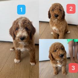 Girl 3 - Parti female Poodle puppy in Sn Bernrdno, California from JennieMiniPets