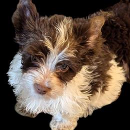Bubba - Chocolate, tan and white male Yorkshire Terrier puppy in Gaylesville, Alabama from Sweet Alabama Yorkies