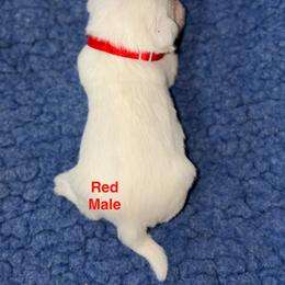 Red Male - White male Miniature Schnauzer puppy in Springdale, Arkansas from Rc Kennels